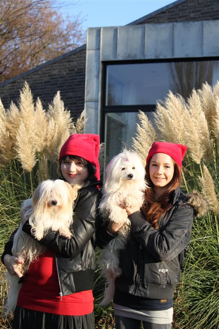 Coton de tulear Charlie - #14 Jule billede Foto: Mor 2009 billede 14