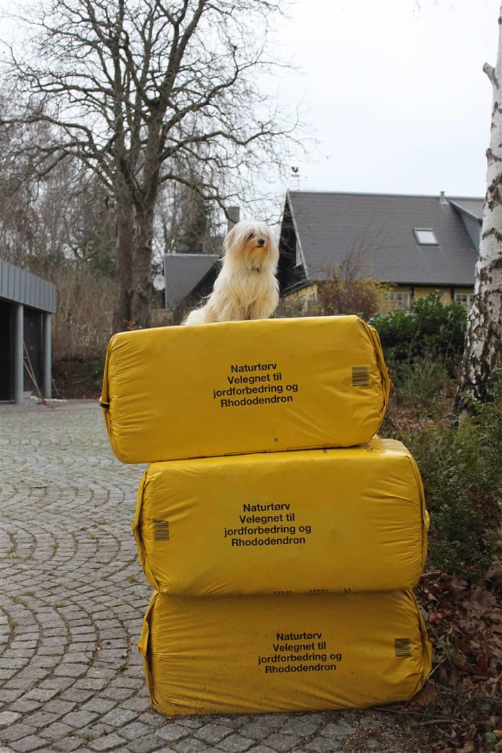 Coton de tulear Charlie - #15 Hundenes Konge d: Foto: Mig billede 15