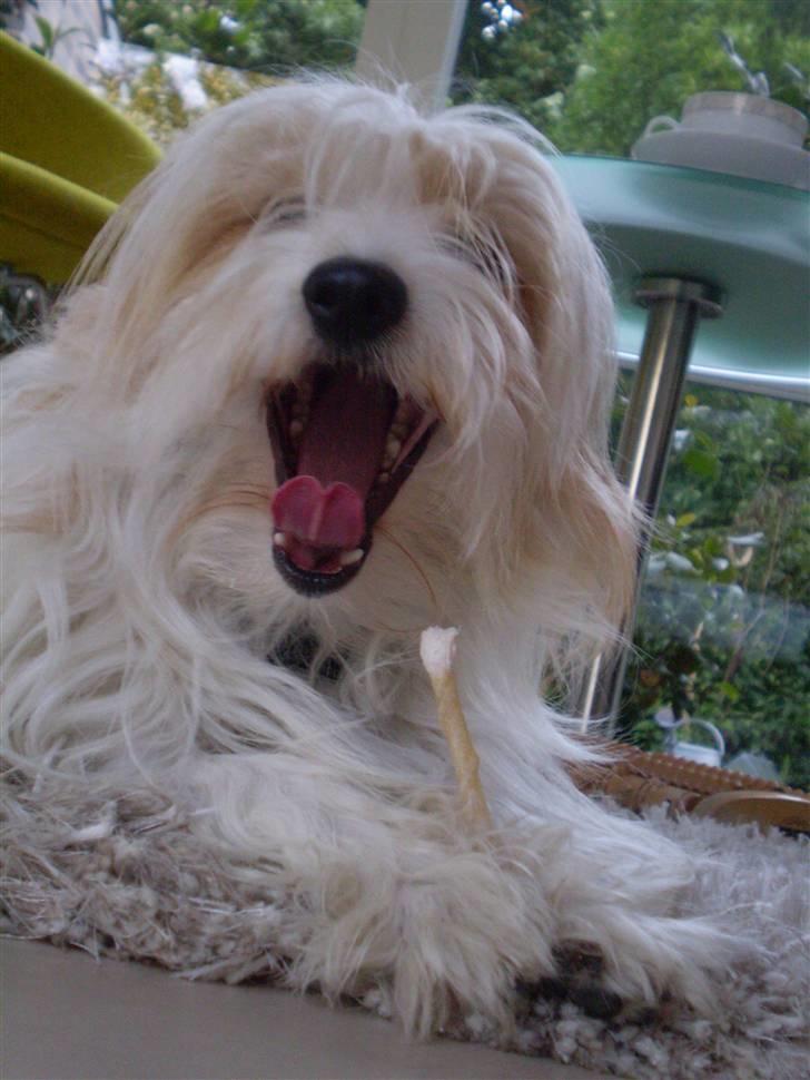 Coton de tulear Charlie - #16 Gaab Foto: Mig billede 16