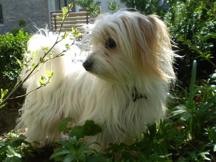 Coton de tulear Charlie - #17 Natur hunden Foto: Mig billede 17