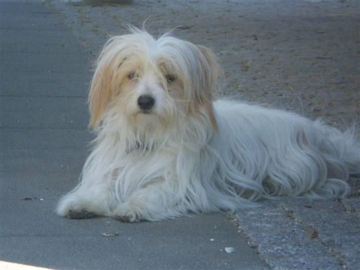 Coton de tulear Charlie - #18 Tjek lige de der poter.. Haha Foto: Mig billede 18