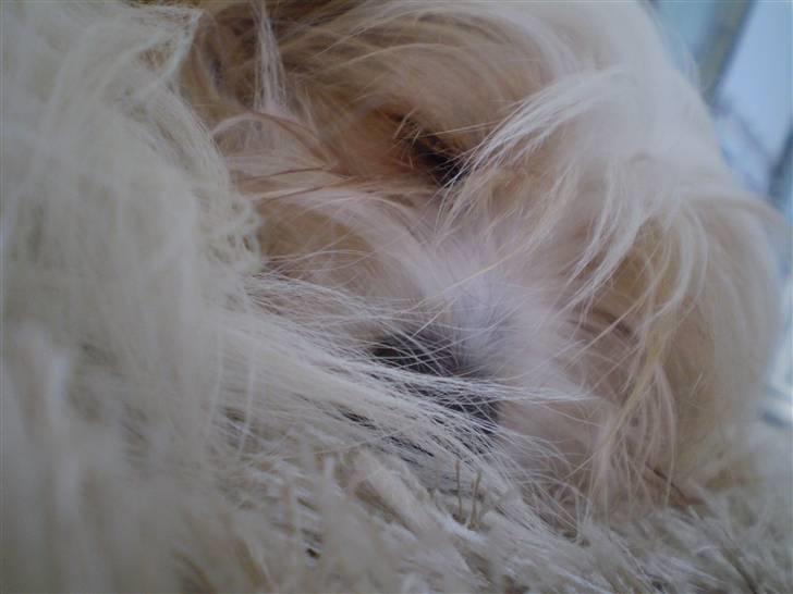 Coton de tulear Charlie - #19 Ligner en reklame for babyer xD Foto: Mig billede 19