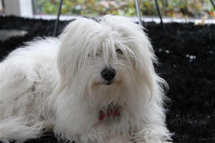 Coton de tulear Silke - #2 Kender du det når man bare har lyst til at sige ordet.. Pelsdyr? Foto// Mig billede 2