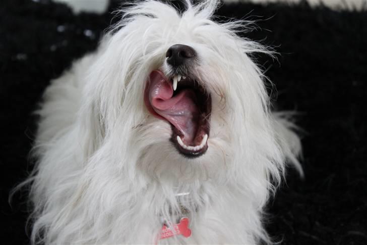 Coton de tulear Silke - #3 Dødens gab d: Foto : Mig billede 3
