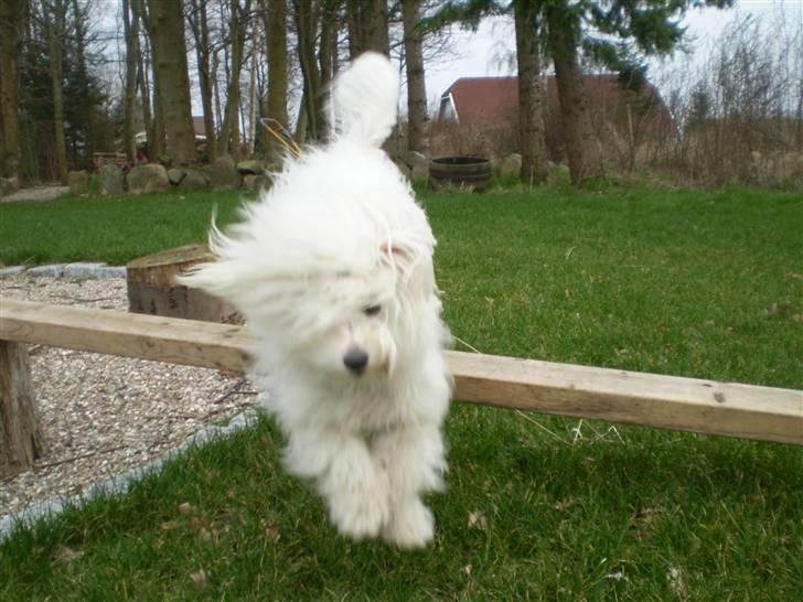 Coton de tulear Silke - #4 Spriing Foto// Mig billede 4