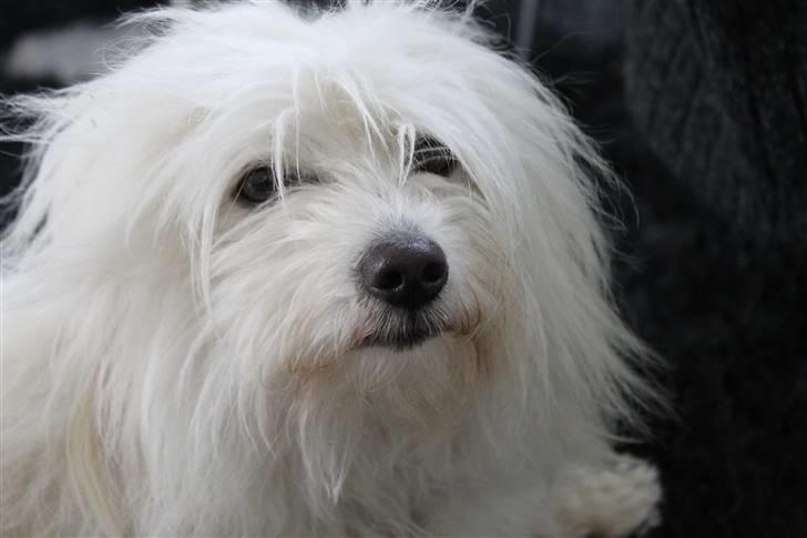 Coton de tulear Silke - #5 Skønhed ? Foto : Mig billede 5
