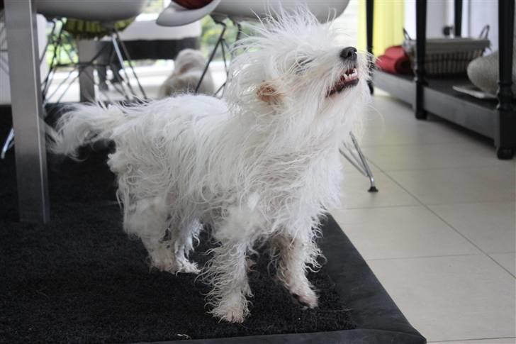 Coton de tulear Silke - #6 Silke har lige været i bad, fangede lige det her billede i hyperheden ;D Foto : Mig billede 6