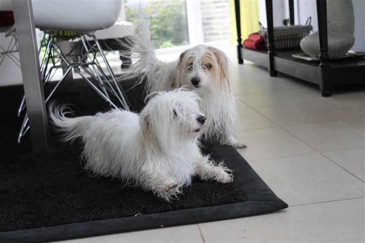Coton de tulear Silke - #7 Silke & Charlie efter bad, så skal der leges i hyperhed ;) Foto : Mig billede 7