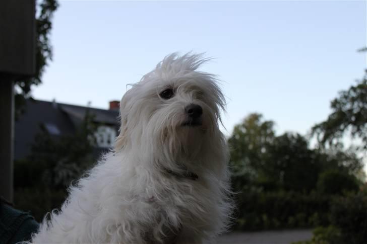 Coton de tulear Silke - #8 Lille pus :)  Foto : Mig billede 8