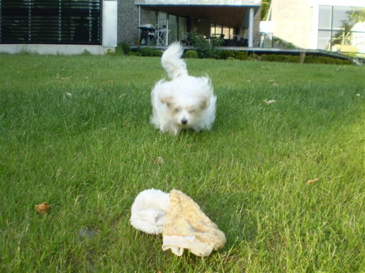 Coton de tulear Charlie - #20 MIN BAMSE!!!  Foto: Mig billede 20