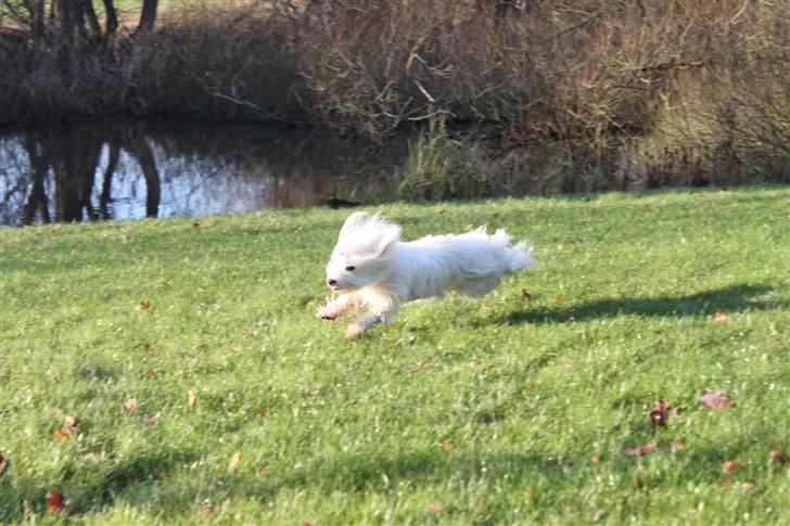 Coton de tulear Silke - #9 Silke tager en spurder ude på græsset Foto : Mig - 12/12 2009 billede 9