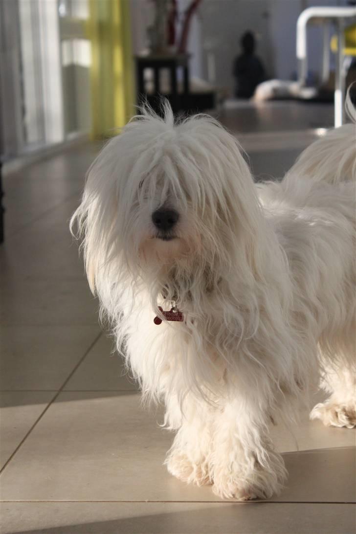Coton de tulear Silke - #10 Tossetræf Foto - Mig billede 10