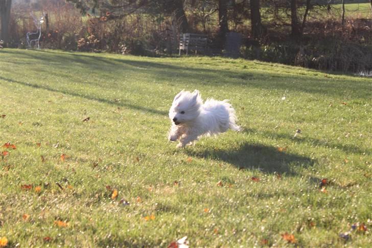 Coton de tulear Silke - #11 Spurder Foto : Mig - 12/12 2009 billede 11