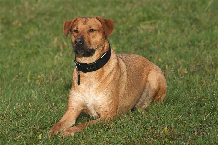 Blanding af racer Money *højt elsket himmelhund* billede 2