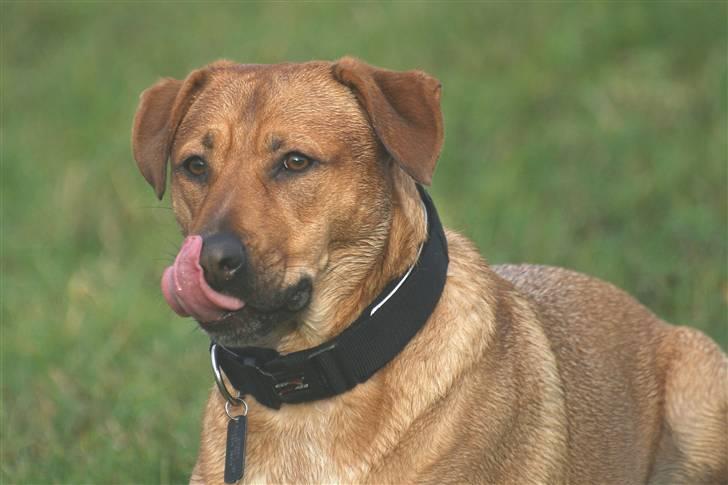 Blanding af racer Money *højt elsket himmelhund* billede 3