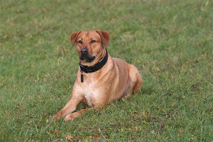 Blanding af racer Money *højt elsket himmelhund* billede 4