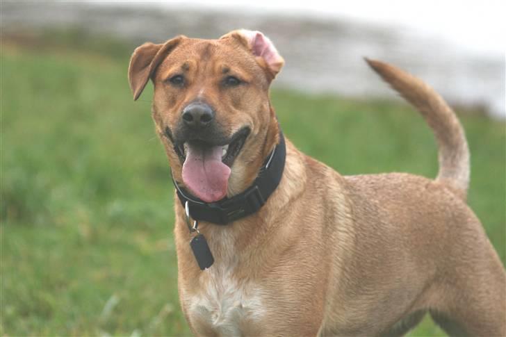 Blanding af racer Money *højt elsket himmelhund* billede 5