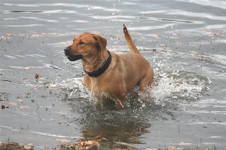 Blanding af racer Money *højt elsket himmelhund* billede 6