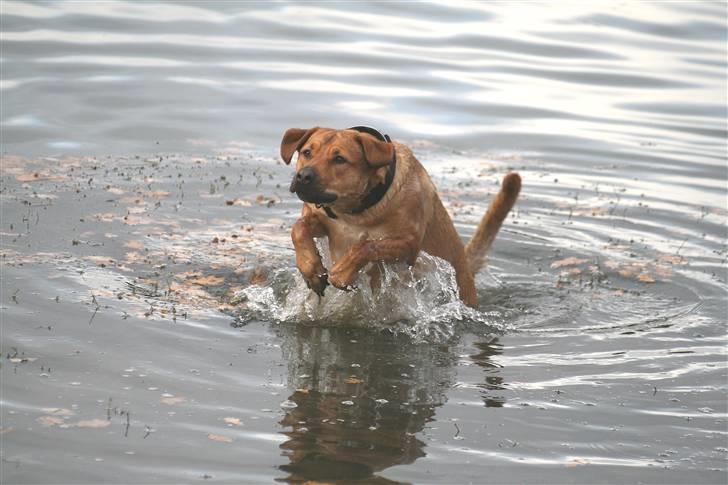 Blanding af racer Money *højt elsket himmelhund* billede 7