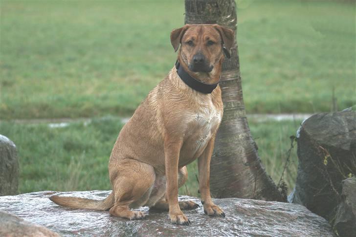 Blanding af racer Money *højt elsket himmelhund* billede 8