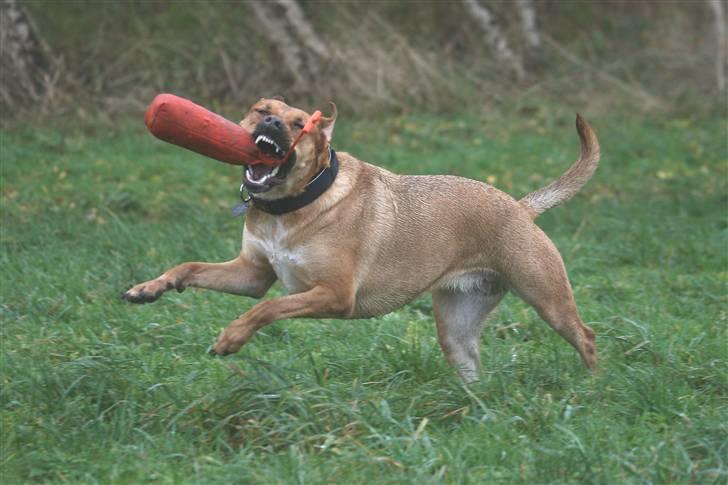 Blanding af racer Money *højt elsket himmelhund* billede 9