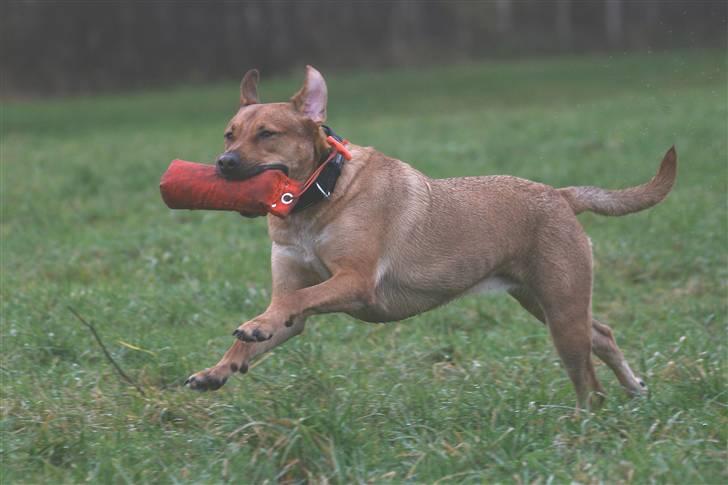 Blanding af racer Money *højt elsket himmelhund* billede 10