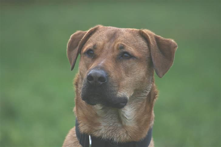 Blanding af racer Money *højt elsket himmelhund* billede 11