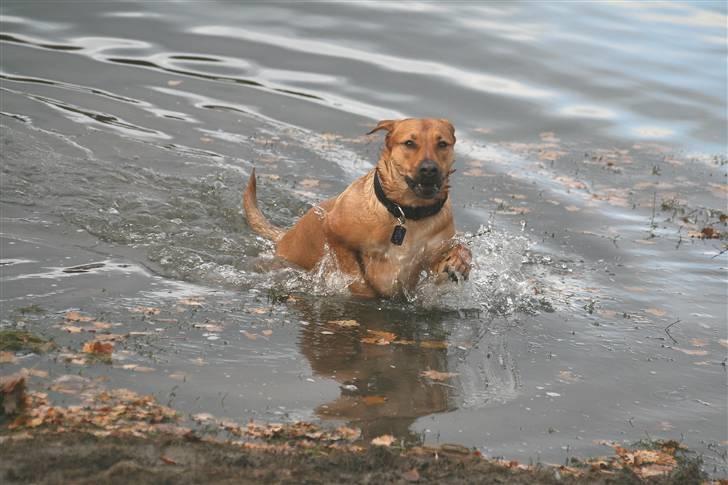 Blanding af racer Money *højt elsket himmelhund* billede 12