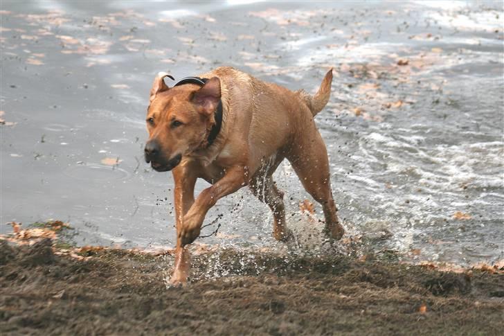 Blanding af racer Money *højt elsket himmelhund* billede 13