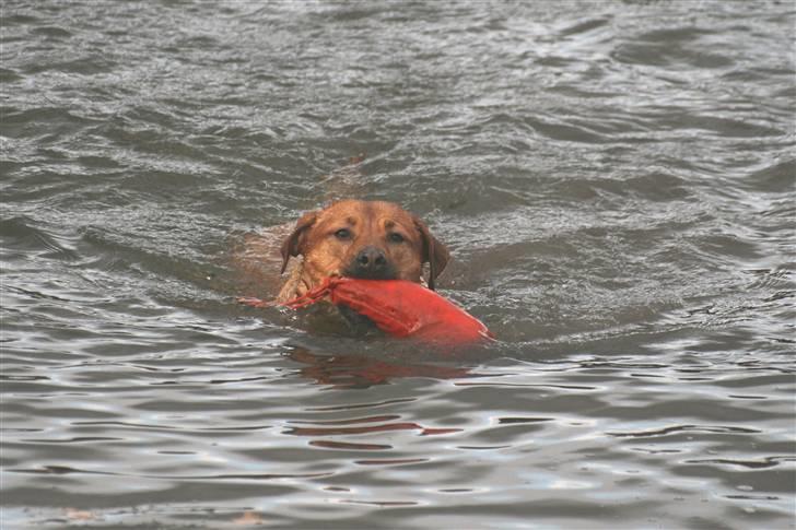 Blanding af racer Money *højt elsket himmelhund* billede 14