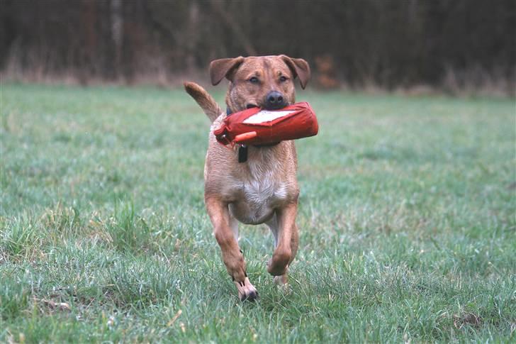 Blanding af racer Money *højt elsket himmelhund* billede 15