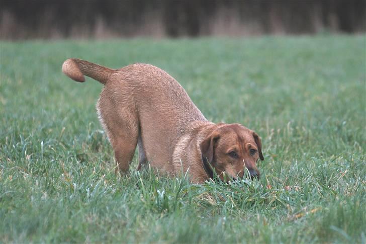 Blanding af racer Money *højt elsket himmelhund* billede 16