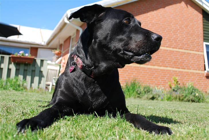 Labrador retriever Molly*R.I.P.* - Jeg holder lige vagt, her i min have - d. 23. maj 2010 billede 4