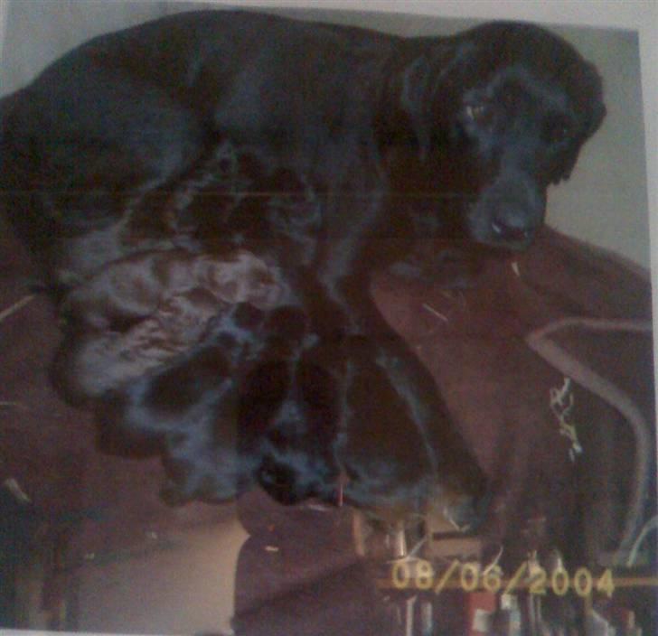 Labrador retriever Molly*R.I.P.* - Molly og nogle af hendes hvalpe - juni måned 2004 billede 5