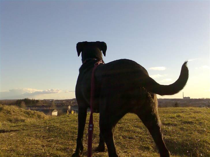 Labrador retriever Molly*R.I.P.* - Her fra toppen af Bakken er der også en fantastisk udsigt 07 billede 7