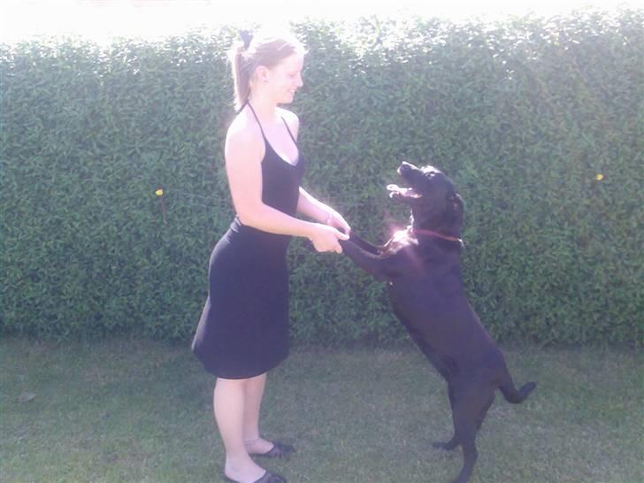 Labrador retriever Molly*R.I.P.* - Her er min "søster" og jeg igen i sommeren 07 billede 8
