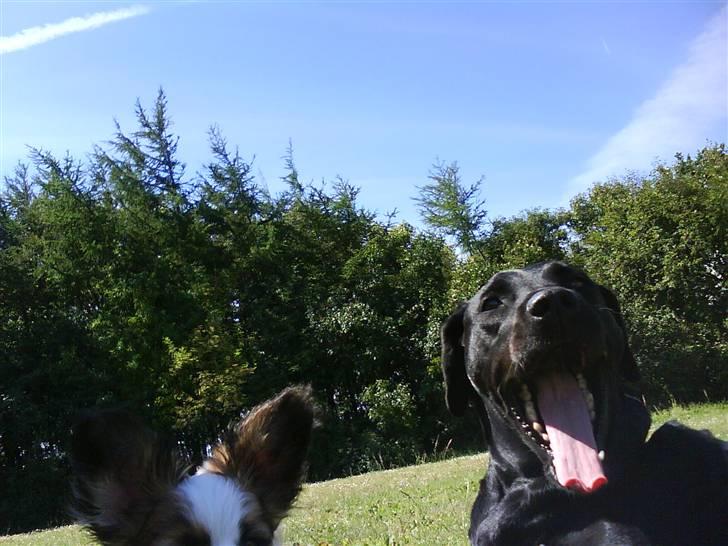 Labrador retriever Molly*R.I.P.* - *Gaaaaab* Alle de billeder gør mig træt! Her er jeg sammen med Bølle 08 billede 10