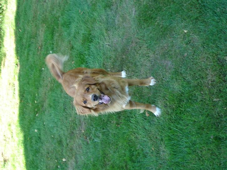 Nova scotia duck tolling retriever Happy billede 6