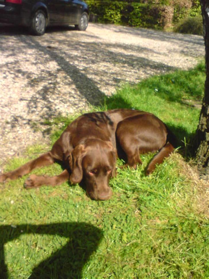 Blanding af racer Choco billede 1