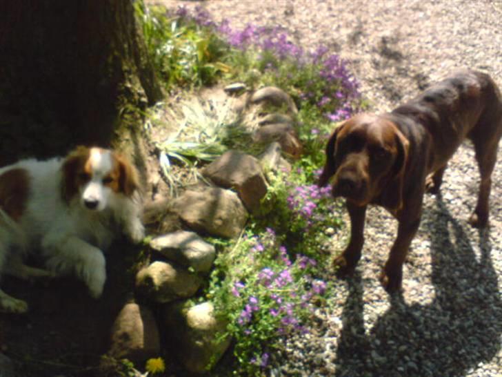 Blanding af racer Choco billede 2