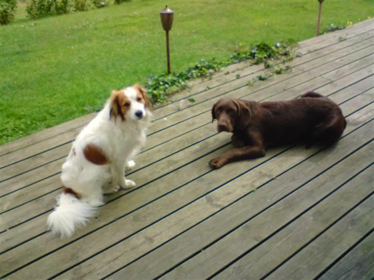 Blanding af racer Choco billede 3