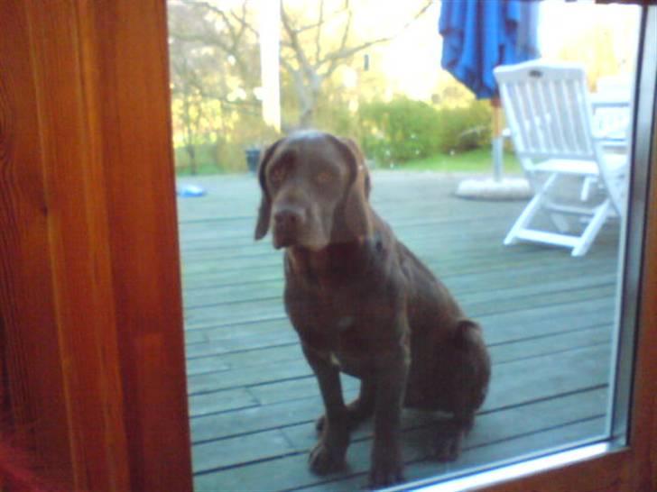 Blanding af racer Choco billede 4