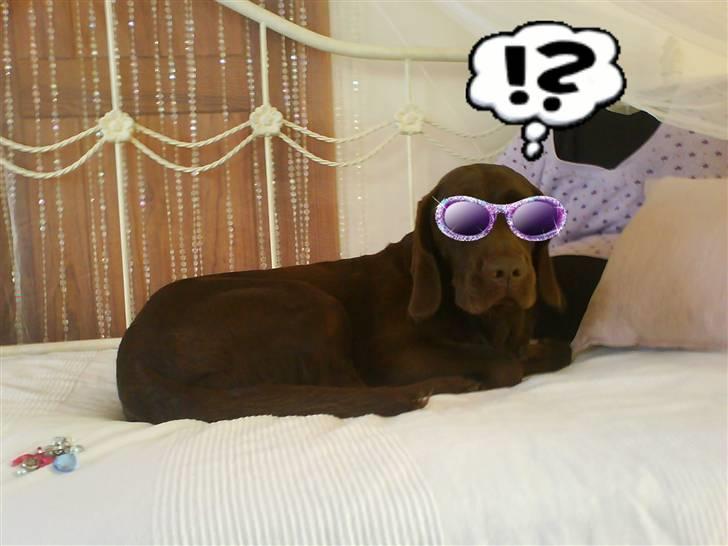 Blanding af racer Choco billede 6