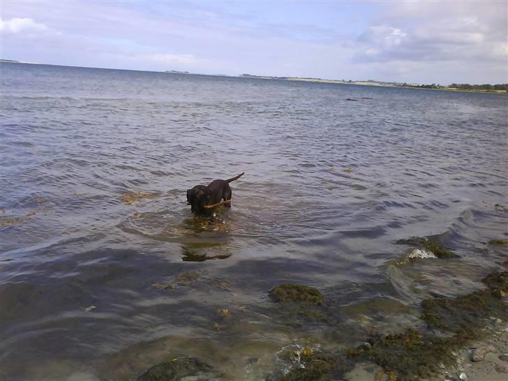 Blanding af racer Choco billede 8