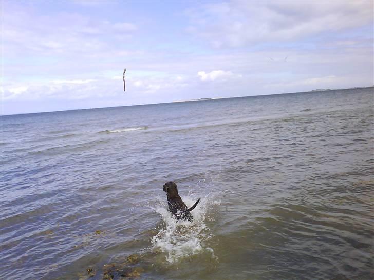 Blanding af racer Choco billede 9