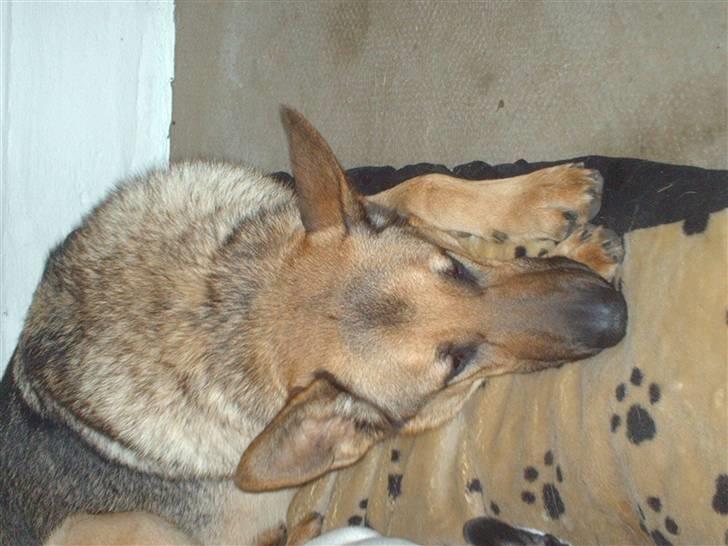 Schæferhund King " har fået fred"  - Så tager man lige en lur:) billede 8
