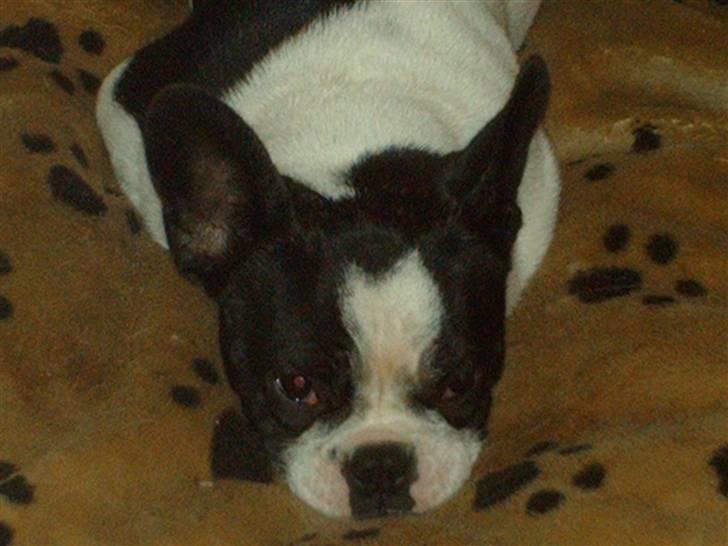 Fransk bulldog BOSSE billede 11