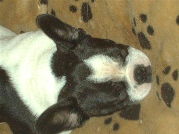 Fransk bulldog BOSSE billede 12