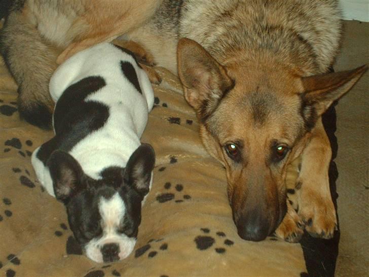 Fransk bulldog BOSSE - Sov godt<3<3<3<3<3 :p billede 13