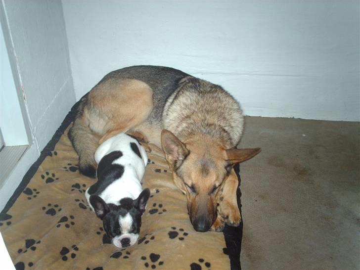 Fransk bulldog BOSSE billede 14